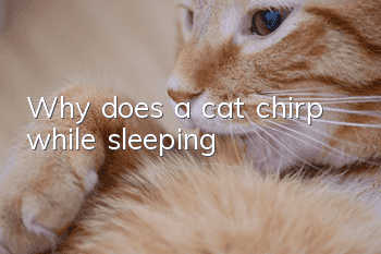 Why does a cat chirp while sleeping?