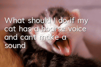 What should I do if my cat has a hoarse voice and can’t make a sound?