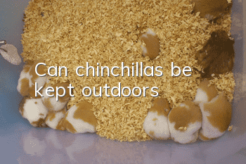 Can chinchillas be kept outdoors?