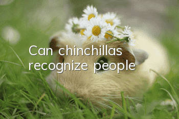 Can chinchillas recognize people?