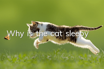 Why is the cat sleepy?
