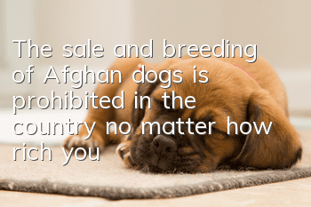 The sale and breeding of Afghan dogs is prohibited in the country, no matter how rich you are!