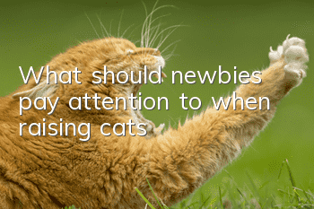 What should newbies pay attention to when raising cats?