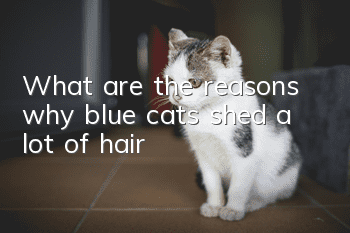 What are the reasons why blue cats shed a lot of hair?