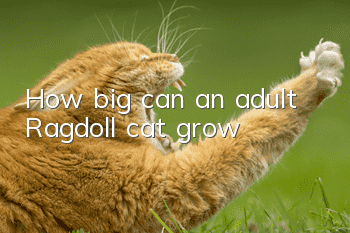 How big can an adult Ragdoll cat grow?