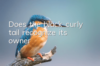 Does the black curly tail recognize its owner?