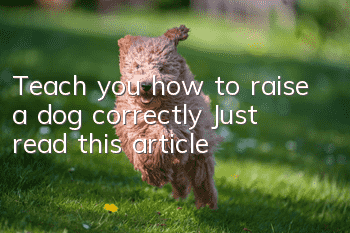 Teach you how to raise a dog correctly? Just read this article!