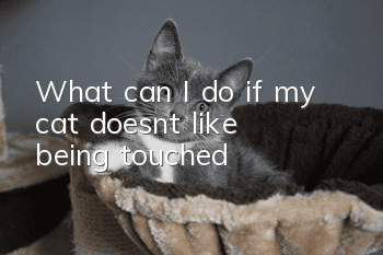 What can I do if my cat doesn’t like being touched?