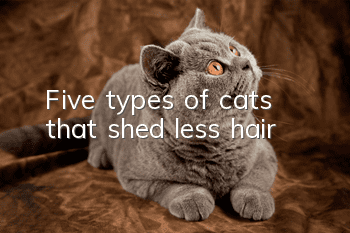 Five types of cats that shed less hair