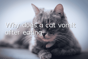 Why does a cat vomit after eating?