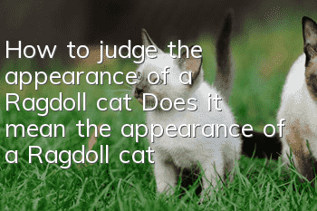 How to judge the appearance of a Ragdoll cat? Does it mean the appearance of a Ragdoll cat is good if its ears are white?