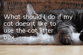 What should I do if my cat doesn’t like to use the cat litter box?