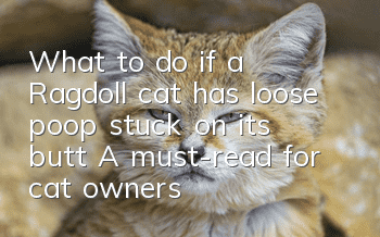 What to do if a Ragdoll cat has loose poop stuck on its butt? A must-read for cat owners!