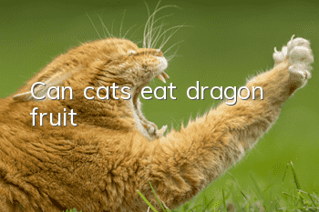 Can cats eat dragon fruit?