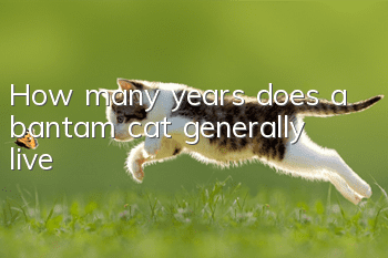 How many years does a bantam cat generally live?