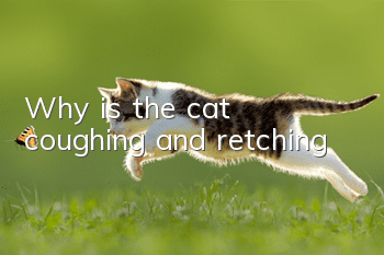 Why is the cat coughing and retching?