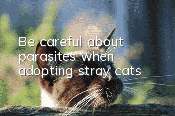 Be careful about parasites when adopting stray cats