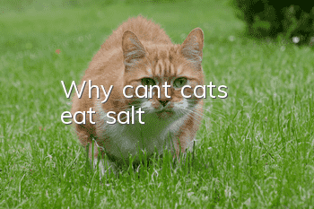 Why can't cats eat salt?