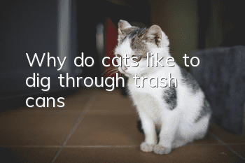 Why do cats like to dig through trash cans?
