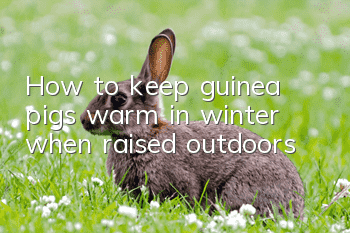 How to keep guinea pigs warm in winter when raised outdoors