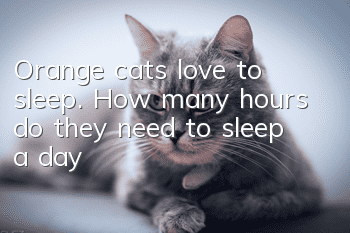 Orange cats love to sleep. How many hours do they need to sleep a day?