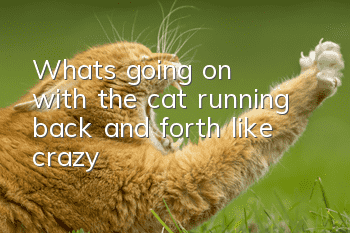 What's going on with the cat running back and forth like crazy?