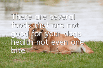There are several foods that are not good for your dog’s health, not even one bite!