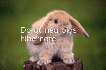 Do guinea pigs hibernate?