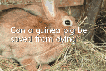 Can a guinea pig be saved from dying?