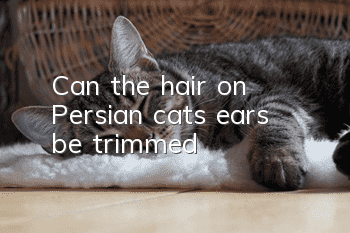 Can the hair on Persian cats’ ears be trimmed?