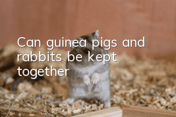 Can guinea pigs and rabbits be kept together?