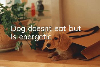 Dog doesn’t eat but is energetic
