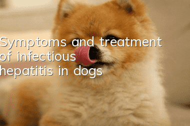 Symptoms and treatment of infectious hepatitis in dogs