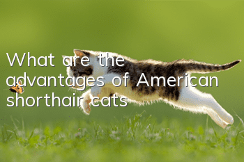 What are the advantages of American shorthair cats?