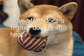 How often does a female dog go into heat?
