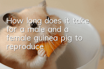 How long does it take for a male and a female guinea pig to reproduce?