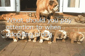 What should you pay attention to when adopting a dog?