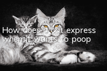 How does a cat express when it wants to poop?