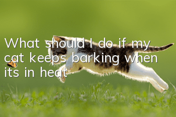 What should I do if my cat keeps barking when it's in heat?