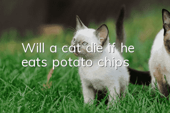 Will a cat die if he eats potato chips?