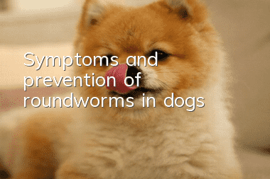 Symptoms and prevention of roundworms in dogs