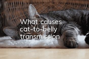 What causes cat-to-belly transmission?