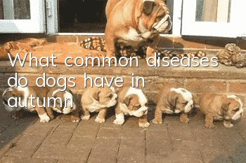 What common diseases do dogs have in autumn?