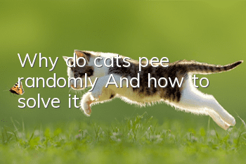 Why do cats pee randomly? And how to solve it?