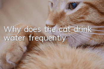 Why does the cat drink water frequently?