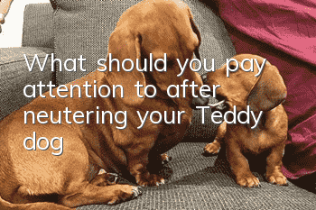 What should you pay attention to after neutering your Teddy dog?
