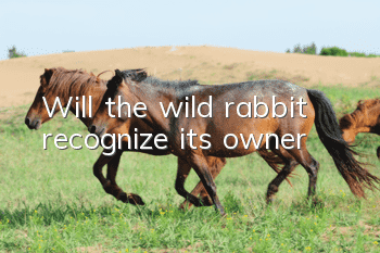 Will the wild rabbit recognize its owner?