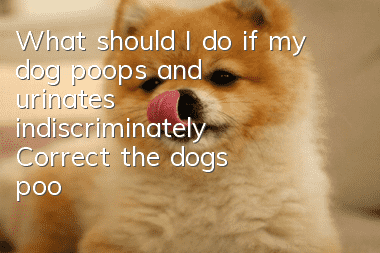 What should I do if my dog poops and urinates indiscriminately? Correct the dog’s pooping and urinating behavior!