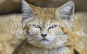 Why does cat fart smell so bad?