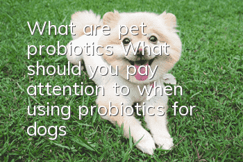 What are pet probiotics? What should you pay attention to when using probiotics for dogs?